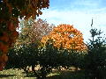 2004_1013_142632AA.jpg